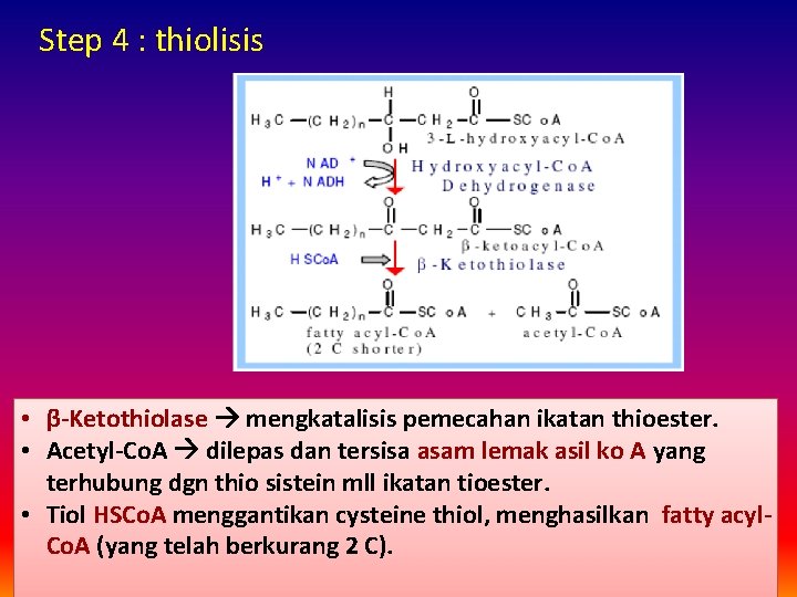 Step 4 : thiolisis • β-Ketothiolase mengkatalisis pemecahan ikatan thioester. • Acetyl-Co. A dilepas