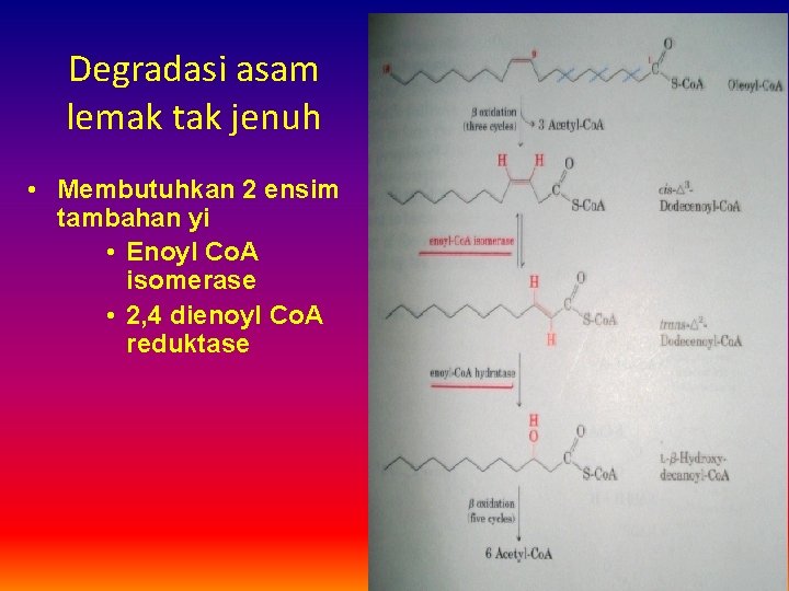 Degradasi asam lemak tak jenuh • Membutuhkan 2 ensim tambahan yi • Enoyl Co.