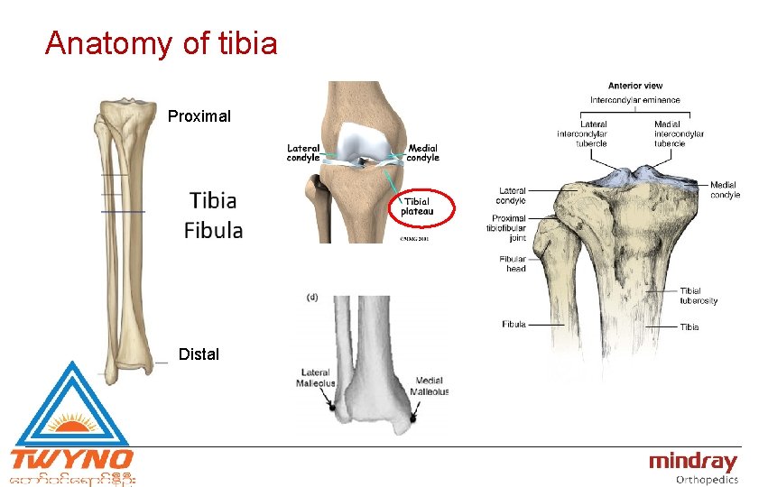 Anatomy of tibia Proximal Distal 