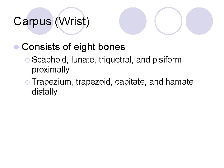 Carpus (Wrist) l Consists of eight bones ¡ Scaphoid, lunate, triquetral, and pisiform proximally