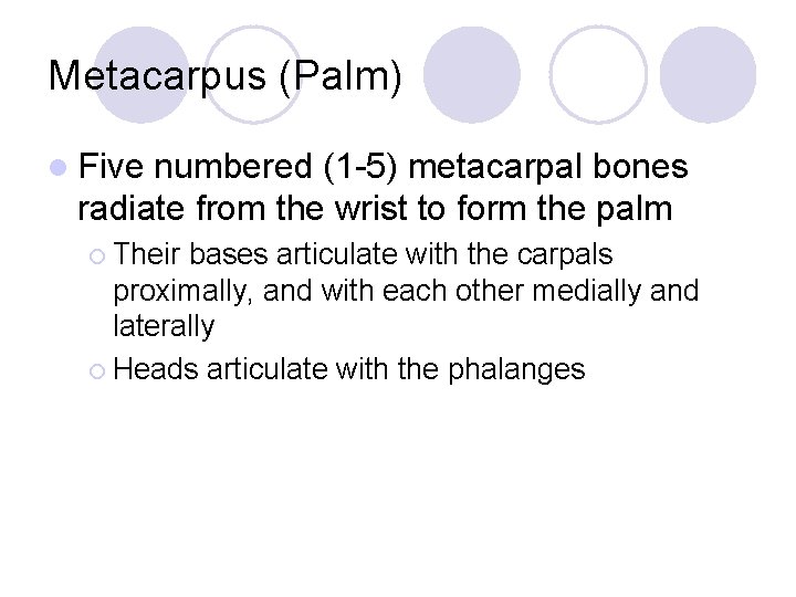 Metacarpus (Palm) l Five numbered (1 -5) metacarpal bones radiate from the wrist to