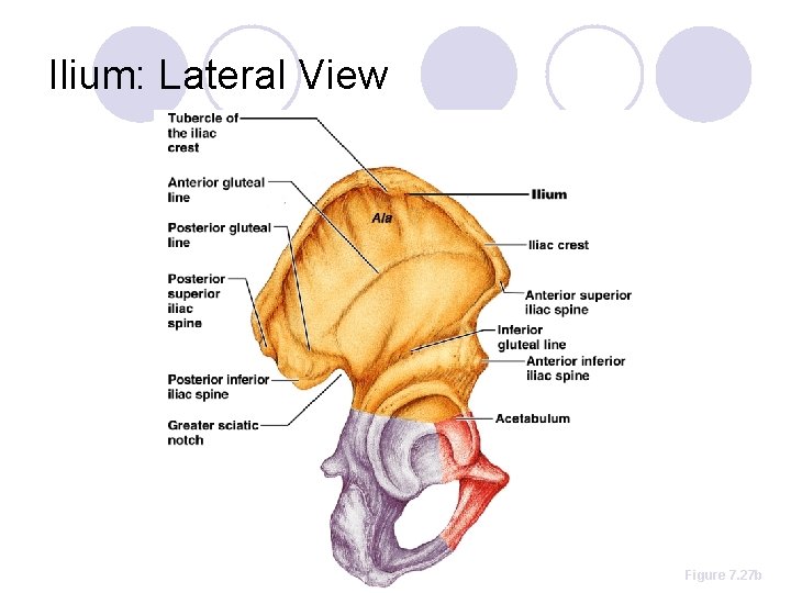 Ilium: Lateral View Figure 7. 27 b 