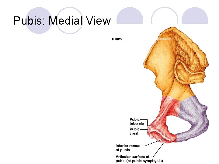 Pubis: Medial View Figure 7. 27 c 