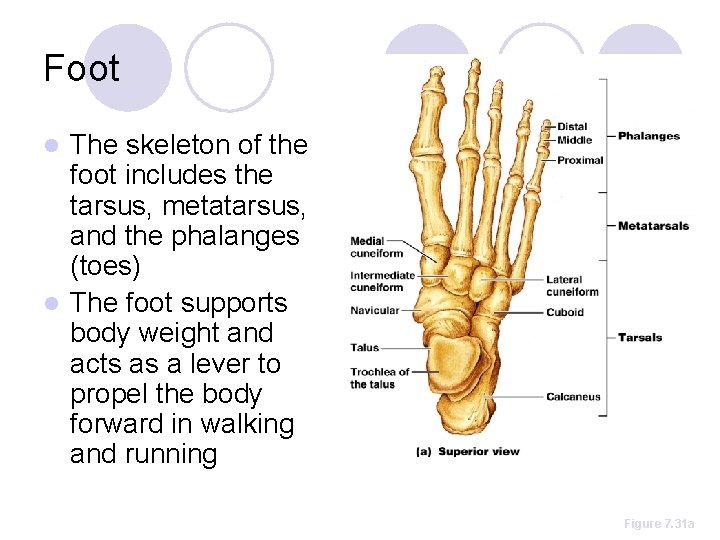 Foot The skeleton of the foot includes the tarsus, metatarsus, and the phalanges (toes)