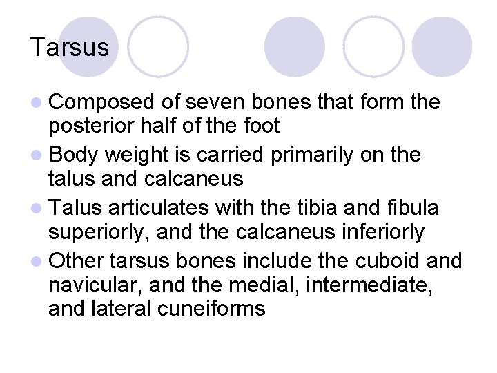 Tarsus l Composed of seven bones that form the posterior half of the foot