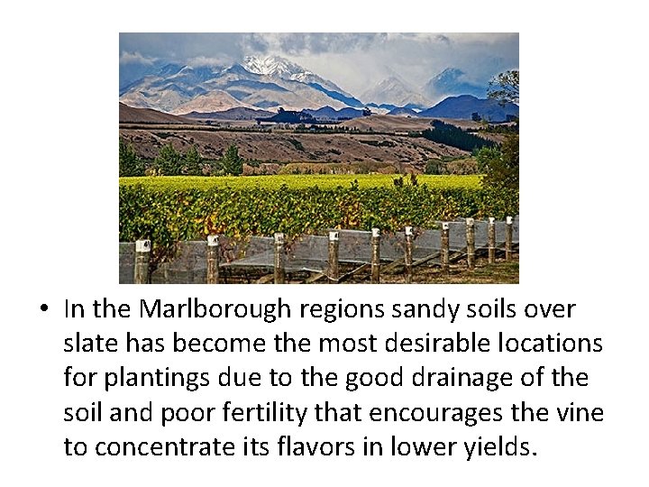  • In the Marlborough regions sandy soils over slate has become the most