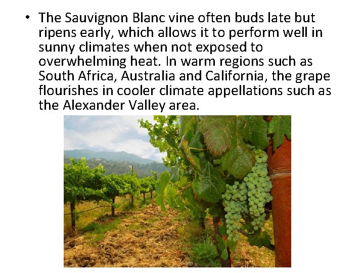  • The Sauvignon Blanc vine often buds late but ripens early, which allows