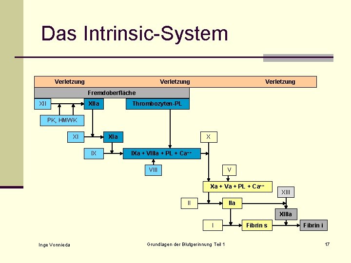 Das Intrinsic-System Verletzung Fremdoberfläche XIIa Thrombozyten-PL PK, HMWK XI XIa IX X IXa +