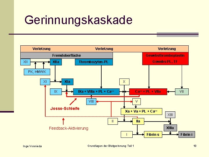 Gerinnungskaskade Verletzung Fremdoberfläche XIIa Gewebsthromboplastin Gewebs-PL, TF Thrombozyten-PL PK, HMWK XI XIa IX X