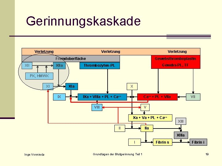 Gerinnungskaskade Verletzung Fremdoberfläche XIIa Gewebsthromboplastin Gewebs-PL, TF Thrombozyten-PL PK, HMWK XI XIa IX X