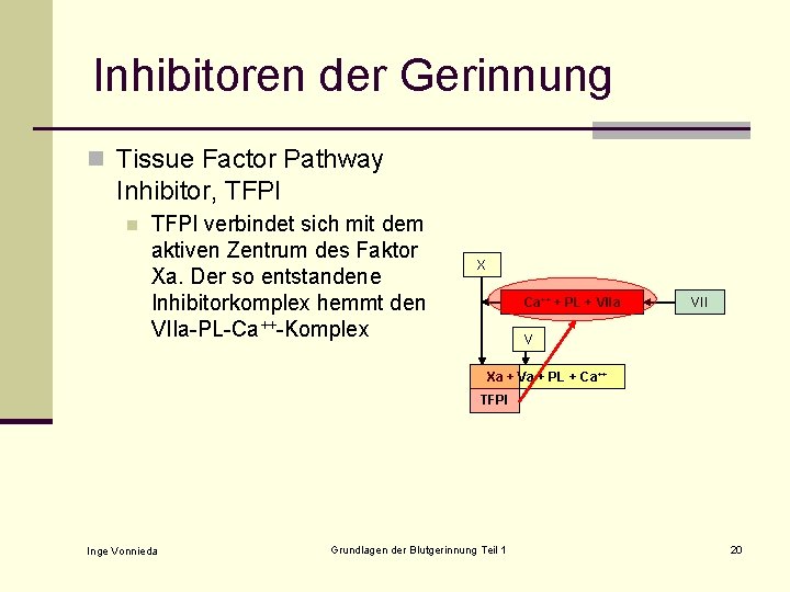 Inhibitoren der Gerinnung n Tissue Factor Pathway Inhibitor, TFPI n TFPI verbindet sich mit