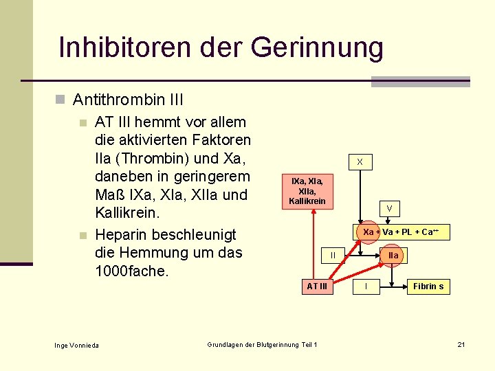 Inhibitoren der Gerinnung n Antithrombin III n AT III hemmt vor allem die aktivierten