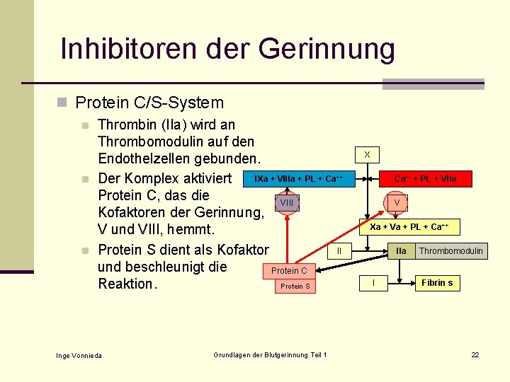 Inhibitoren der Gerinnung n Protein C/S-System n n n Thrombin (IIa) wird an Thrombomodulin