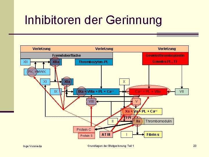 Inhibitoren der Gerinnung Verletzung Fremdoberfläche XIIa Gewebsthromboplastin Gewebs-PL, TF Thrombozyten-PL PK, HMWK XI XIa