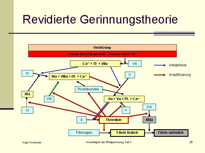 Revidierte Gerinnungstheorie Verletzung Gewebsthromboplastin, (Tissue factor TF) Ca++ + TF + VIIa IX VII