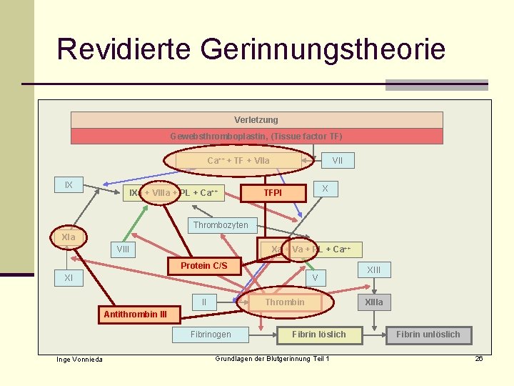 Revidierte Gerinnungstheorie Verletzung Gewebsthromboplastin, (Tissue factor TF) Ca++ + TF + VIIa IX IXa