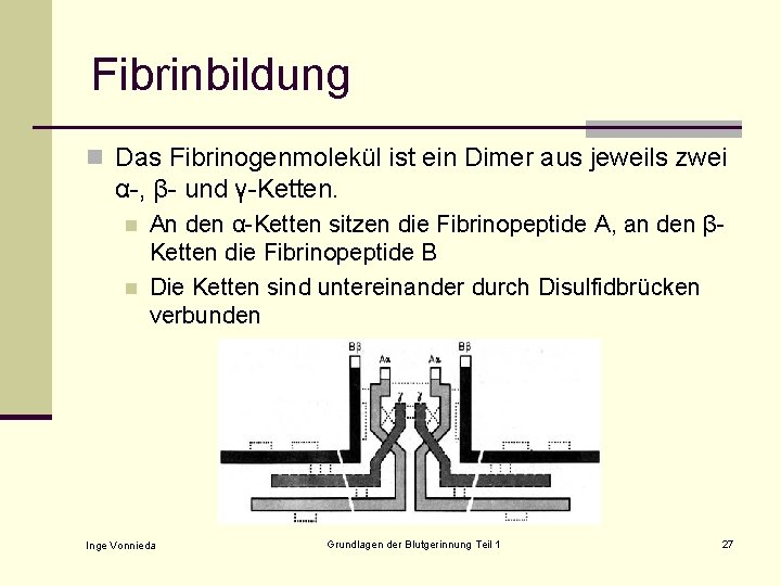 Fibrinbildung n Das Fibrinogenmolekül ist ein Dimer aus jeweils zwei α-, β- und γ-Ketten.