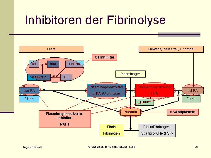 Inhibitoren der Fibrinolyse Niere Gewebe, Zellzerfall, Endothel C 1 -Inhibitor XIIa Kallikrein HMWK Plasminogen