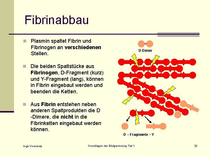 Fibrinabbau n Plasmin spaltet Fibrin und Fibrinogen an verschiedenen Stellen. D-Dimer n Die beiden