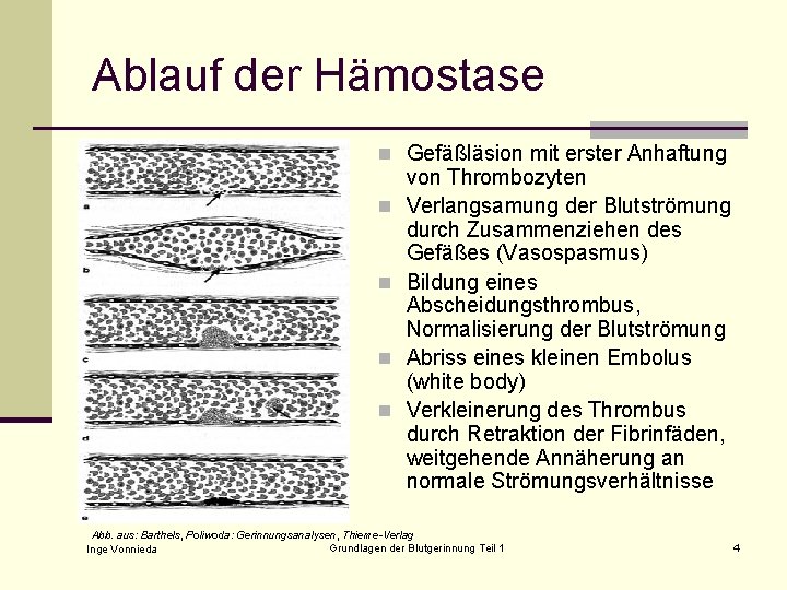Ablauf der Hämostase n Gefäßläsion mit erster Anhaftung n n von Thrombozyten Verlangsamung der