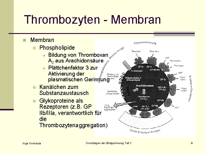Thrombozyten - Membran n Phospholipide n n Bildung von Thromboxan A 2 aus Arachidonsäure