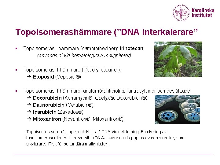 Topoisomerashämmare (”DNA interkalerare” § Topoisomeras I hämmare (camptotheciner): Irinotecan (används ej vid hematologiska maligniteter)