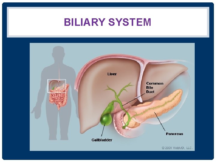 BILIARY SYSTEM 