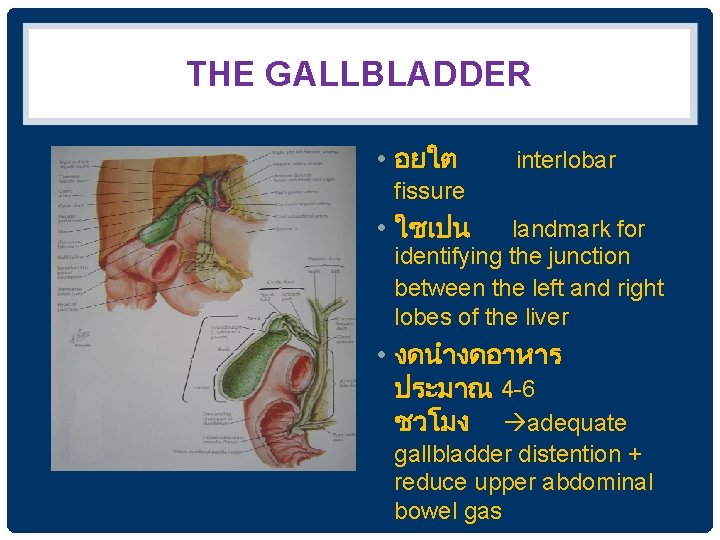 THE GALLBLADDER • อยใต interlobar fissure • ใชเปน landmark for identifying the junction between