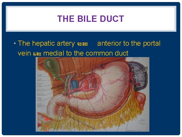 THE BILE DUCT • The hepatic artery จะอย anterior to the portal vein และ