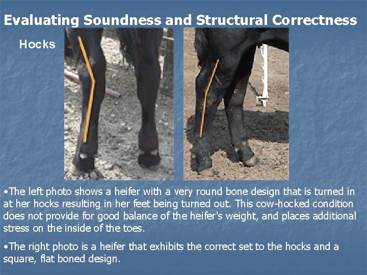 Evaluating Soundness and Structural Correctness Hocks • The left photo shows a heifer with