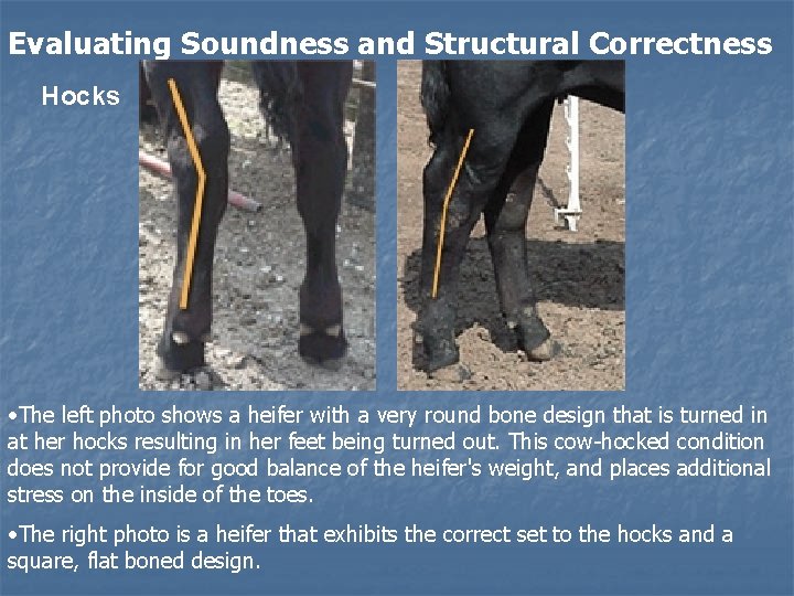 Evaluating Soundness and Structural Correctness Hocks • The left photo shows a heifer with Evaluating Soundness and Structural Correctness Hocks • The left photo shows a heifer with