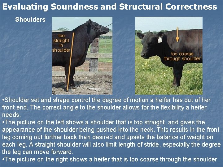 Evaluating Soundness and Structural Correctness Shoulders • Shoulder set and shape control the degree