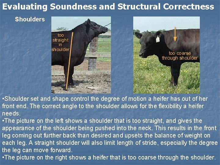Evaluating Soundness and Structural Correctness Shoulders • Shoulder set and shape control the degree Evaluating Soundness and Structural Correctness Shoulders • Shoulder set and shape control the degree