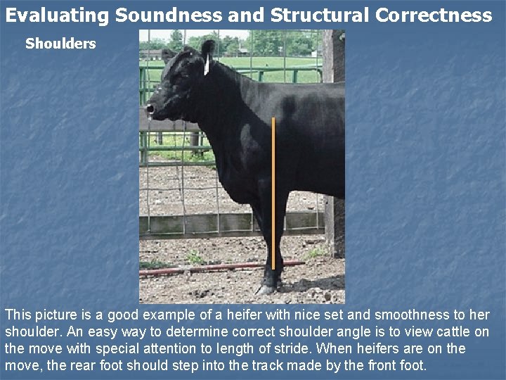 Evaluating Soundness and Structural Correctness Shoulders This picture is a good example of a