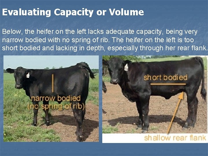 Evaluating Capacity or Volume Below, the heifer on the left lacks adequate capacity, being Evaluating Capacity or Volume Below, the heifer on the left lacks adequate capacity, being