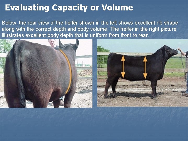 Evaluating Capacity or Volume Below, the rear view of the heifer shown in the Evaluating Capacity or Volume Below, the rear view of the heifer shown in the