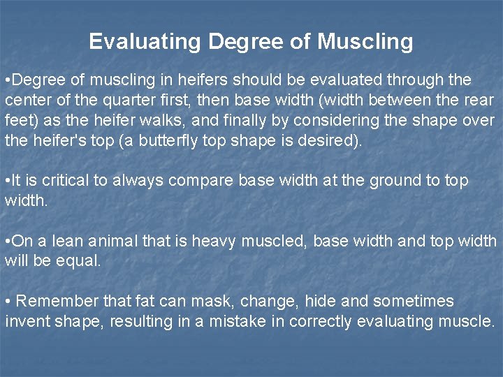 Evaluating Degree of Muscling • Degree of muscling in heifers should be evaluated through