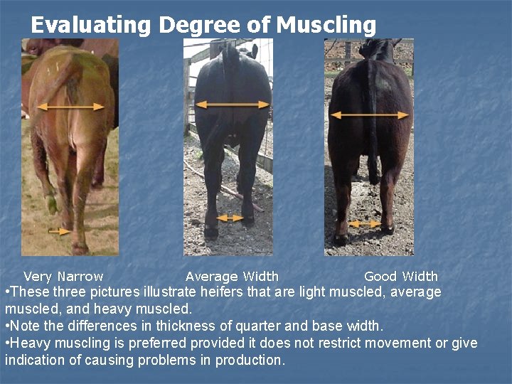 Evaluating Degree of Muscling Very Narrow Average Width Good Width • These three pictures