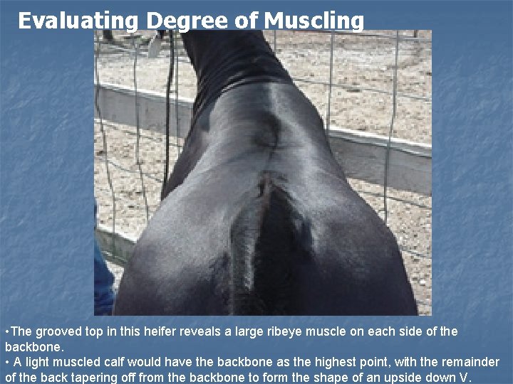 Evaluating Degree of Muscling • The grooved top in this heifer reveals a large