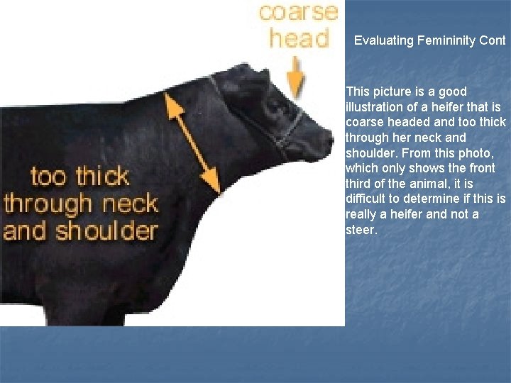  Evaluating Femininity Cont This picture is a good illustration of a heifer that