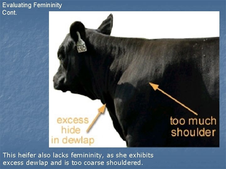 Evaluating Femininity Cont. This heifer also lacks femininity, as she exhibits excess dewlap and Evaluating Femininity Cont. This heifer also lacks femininity, as she exhibits excess dewlap and
