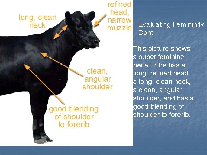  Evaluating Femininity Cont. This picture shows a super feminine heifer. She has a
