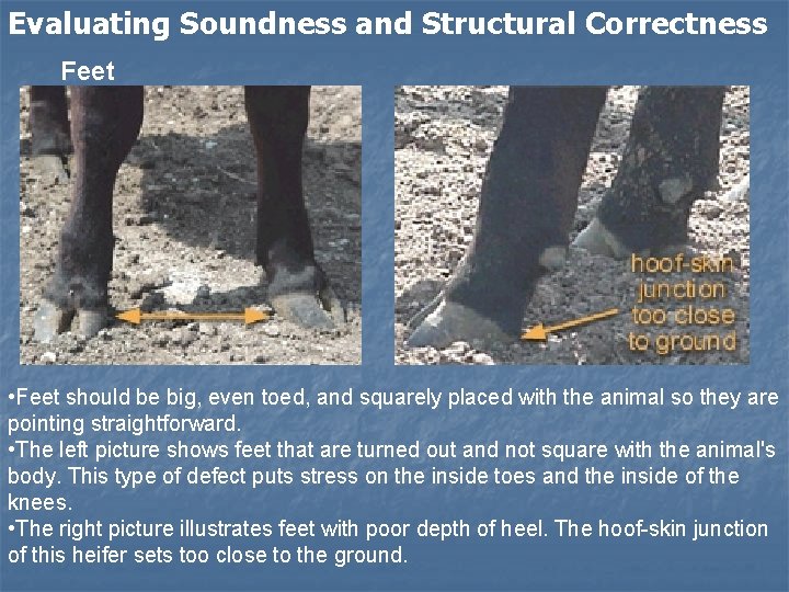 Evaluating Soundness and Structural Correctness Feet • Feet should be big, even toed, and