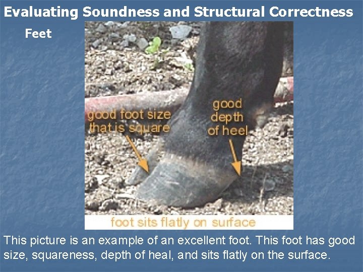 Evaluating Soundness and Structural Correctness Feet This picture is an example of an excellent