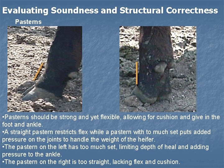 Evaluating Soundness and Structural Correctness Pasterns • Pasterns should be strong and yet flexible,