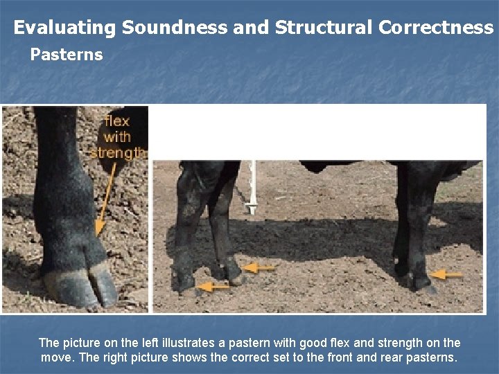 Evaluating Soundness and Structural Correctness Pasterns The picture on the left illustrates a pastern