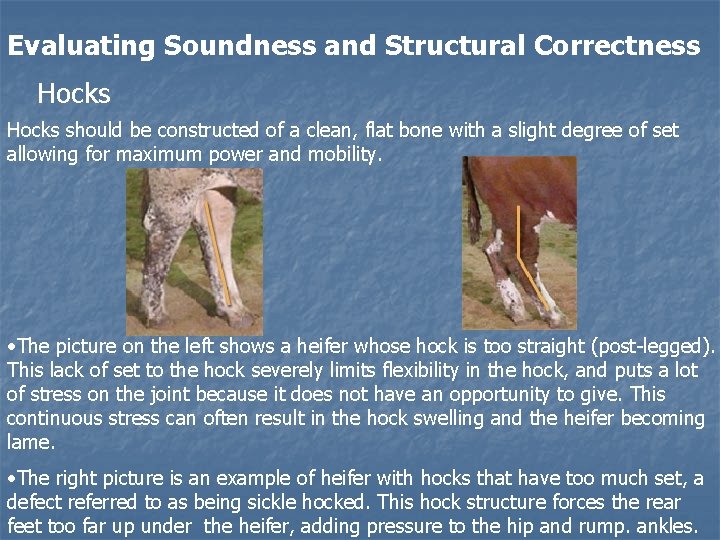 Evaluating Soundness and Structural Correctness Hocks should be constructed of a clean, flat bone