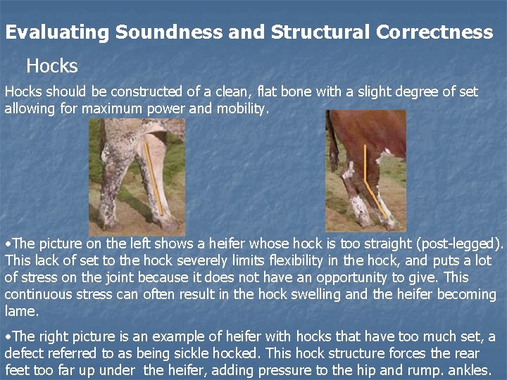 Evaluating Soundness and Structural Correctness Hocks should be constructed of a clean, flat bone Evaluating Soundness and Structural Correctness Hocks should be constructed of a clean, flat bone