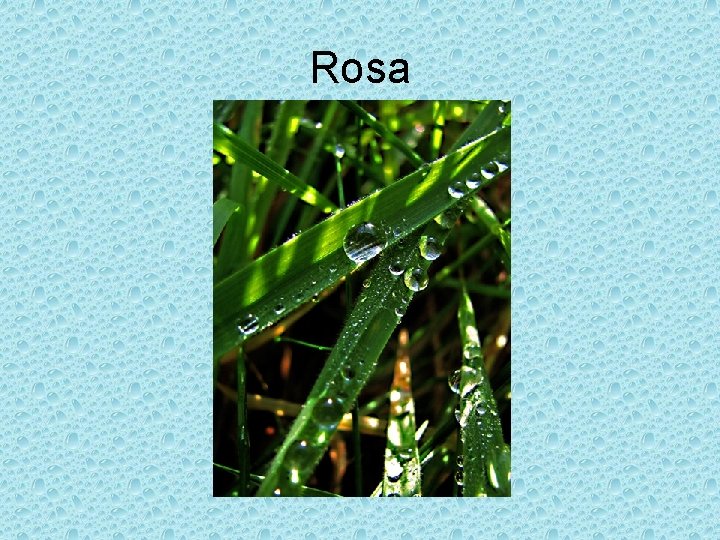 Rosa 