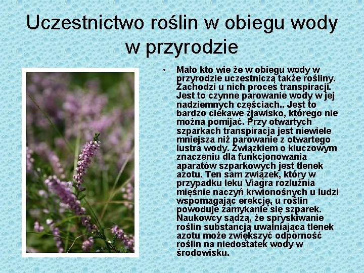 Uczestnictwo roślin w obiegu wody w przyrodzie • Mało kto wie że w obiegu